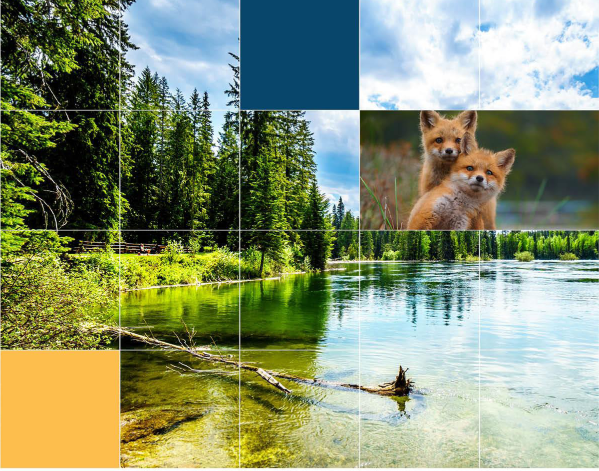 Photo: Graphic grid over pictures of a lake and two foxes
