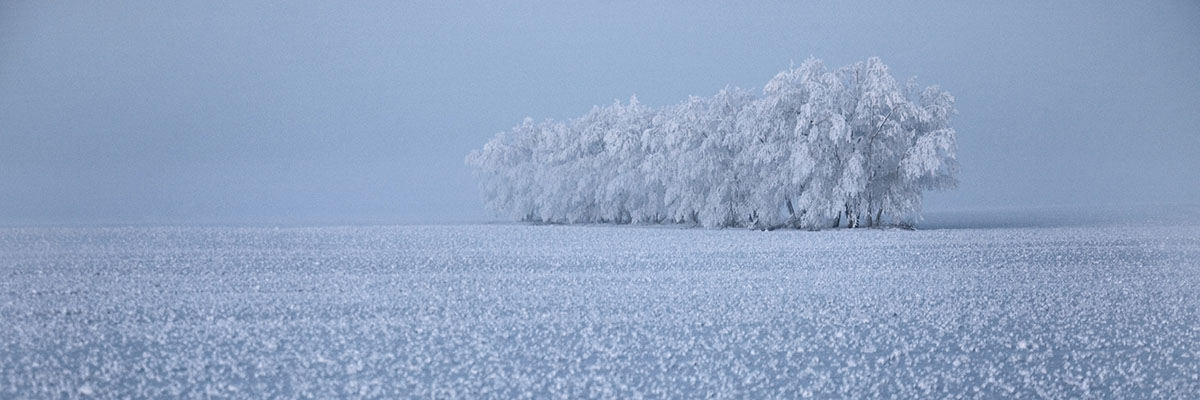 Gel hivernal sur un arbre dans un champ gelé du nord de la Saskatchewan