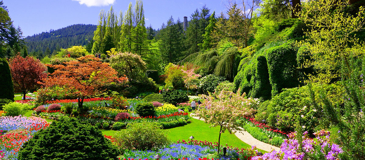 Butchart Gardens, Victoria (Colombie-Britannique). Vue des fleurs colorées du jardin en contrebas au printemps