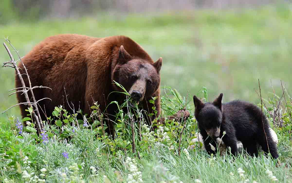 Black Bear and her cub munching in a pasture of wildflowers in summer