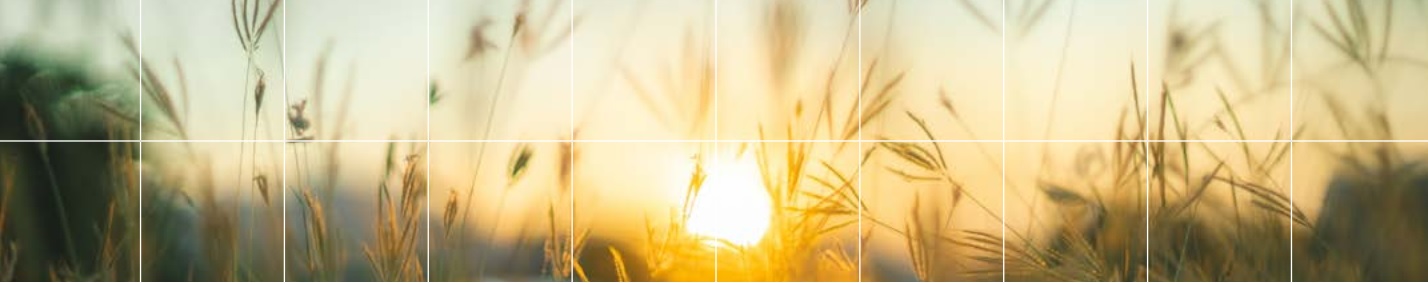 Herbes des prairies au crépuscule