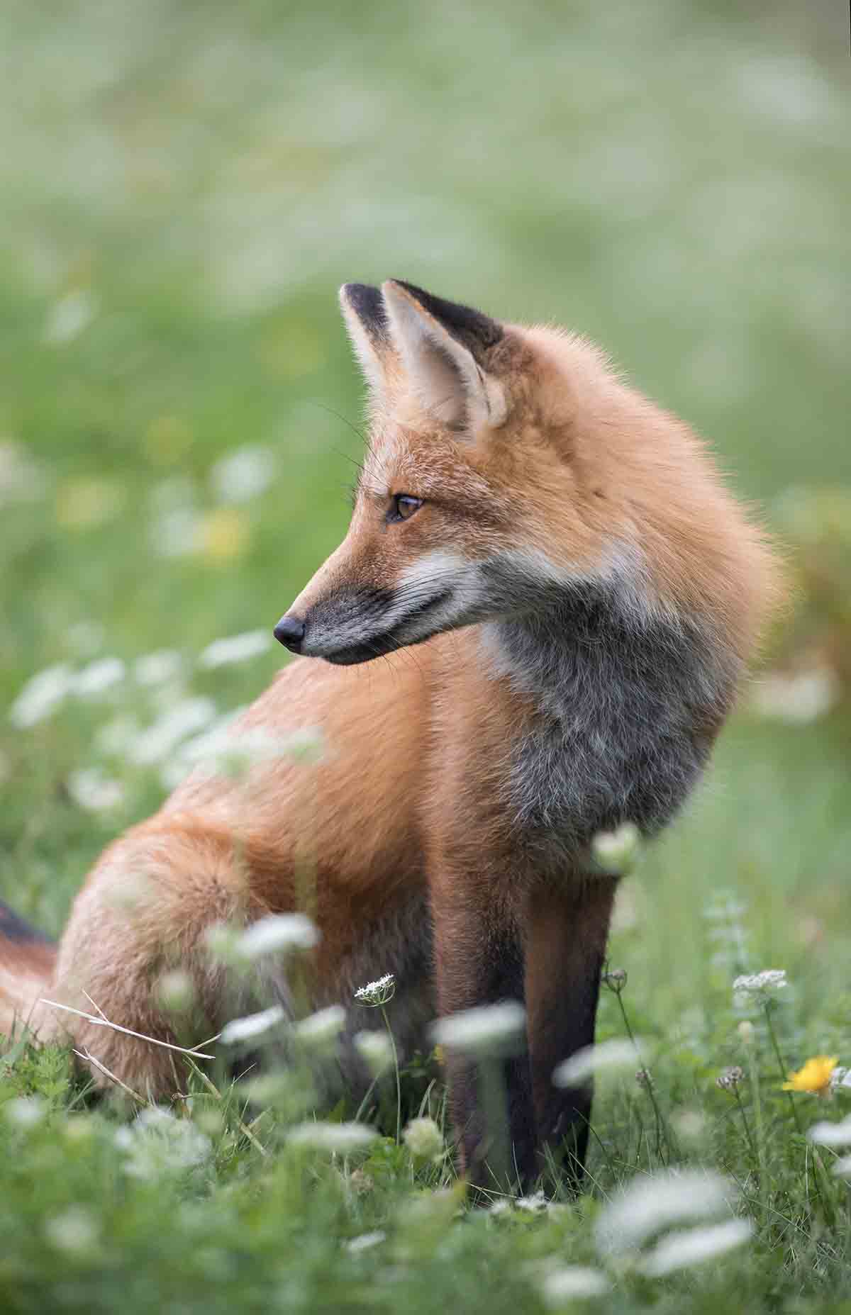 Red fox