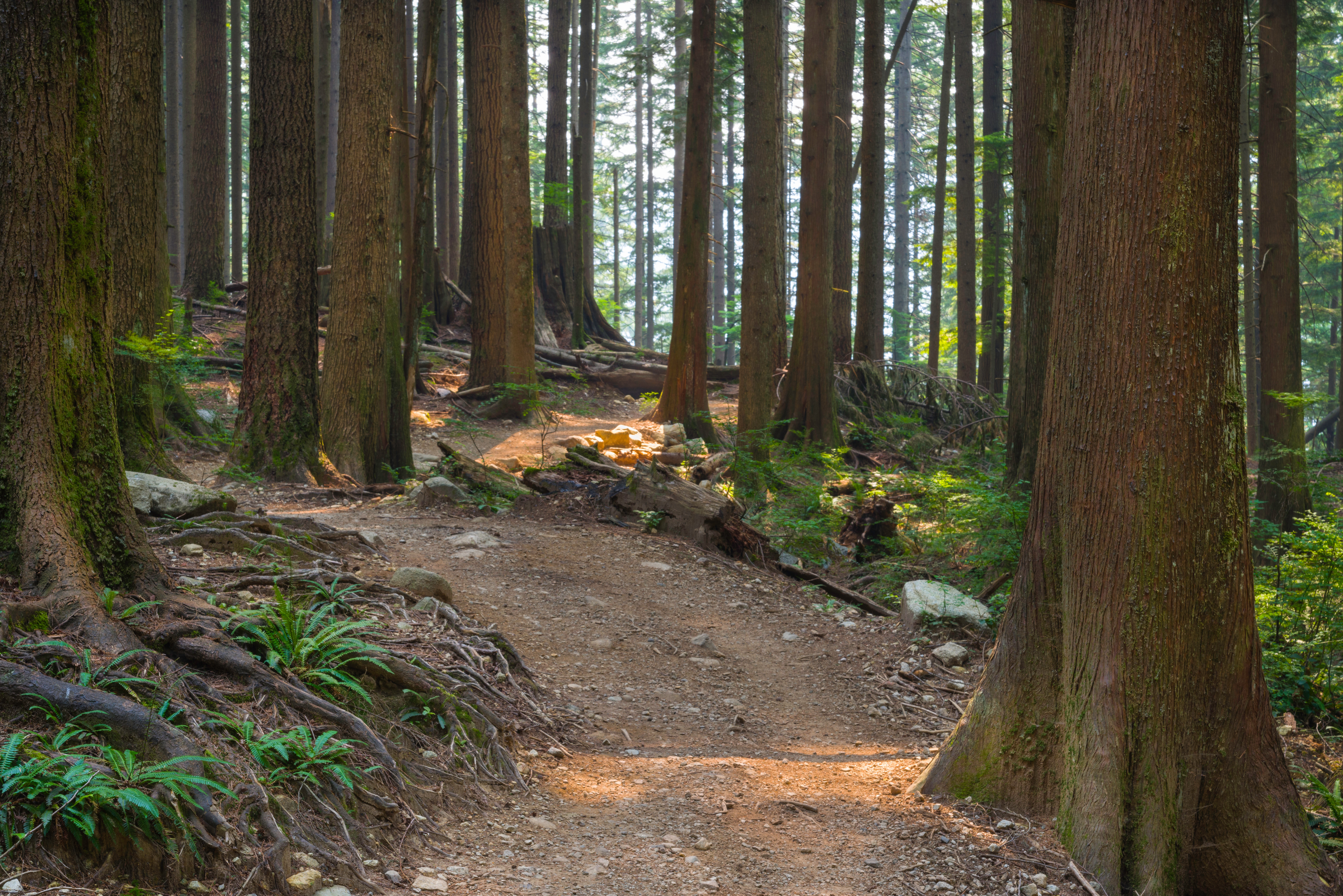 Sentier de randonnée dans la forêt pluviale ancienne