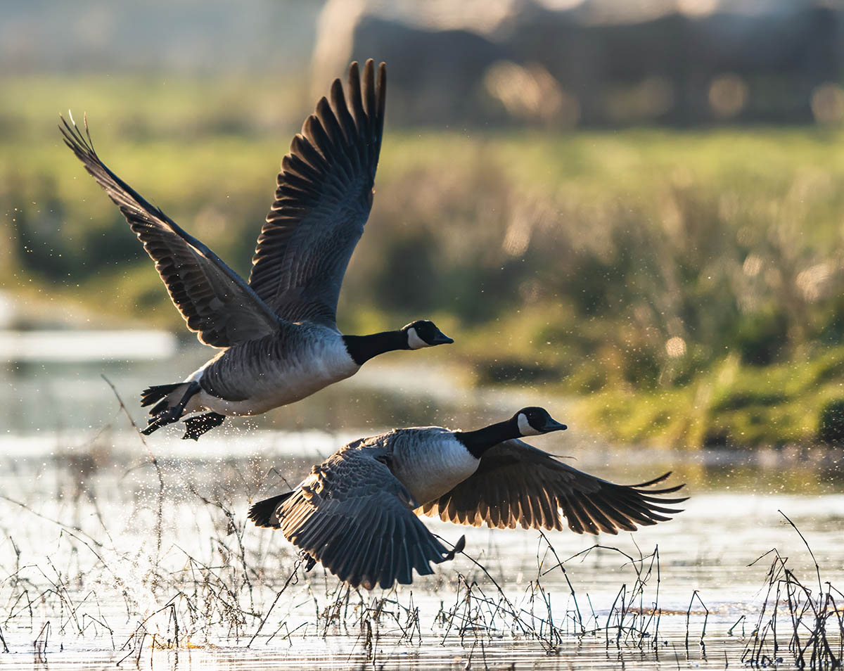 Canada geese in flight over marsh