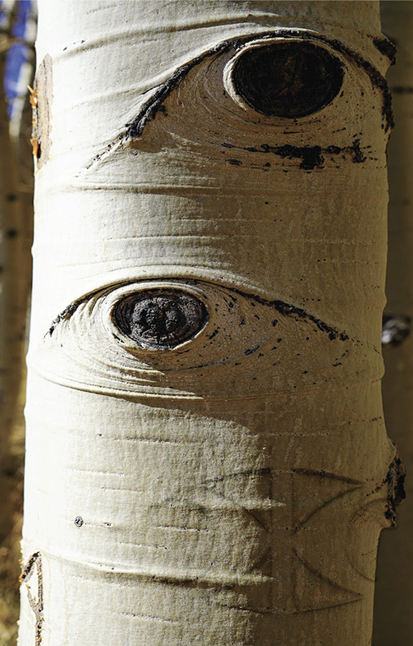 Trunk of large birch tree