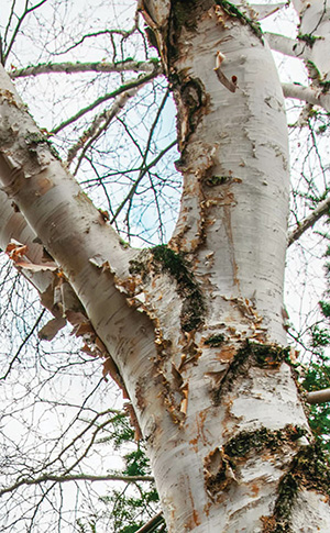 Close-up of birch tree in Quebec country, Canada