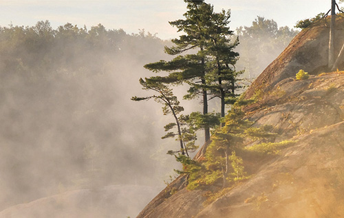 Pine trees growing on rocky shoreline of George Lake and La Cloche mountains Killarney Park Ontario Canada.